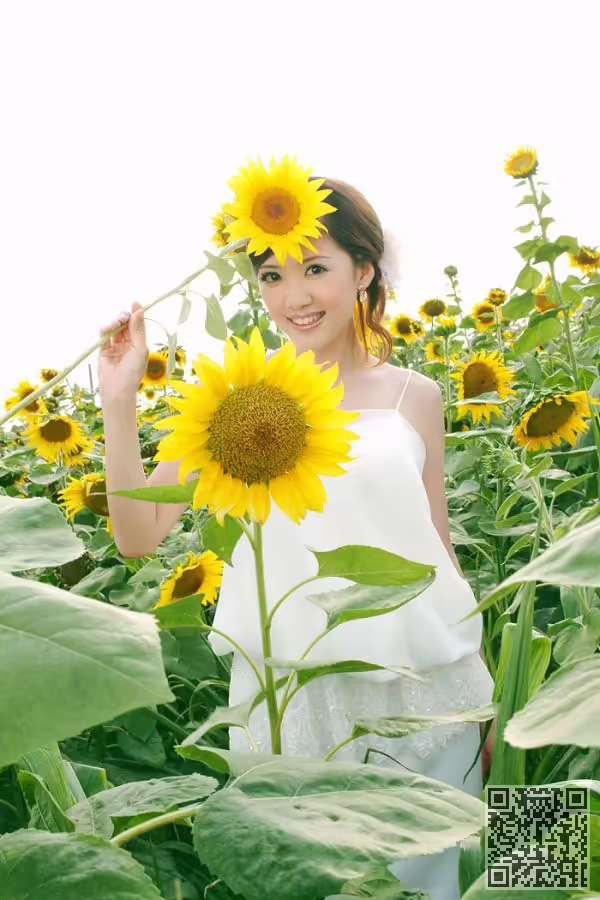 葵花、写真