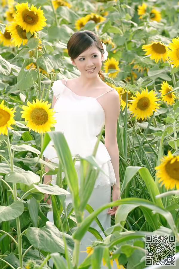 葵花、写真